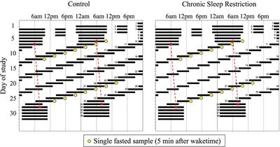 Chronic Insufficient Sleep Has a Limited Impact on Circadian Rhythmicity of Subjective Hunger and Awakening Fasted Metabolic Hormones